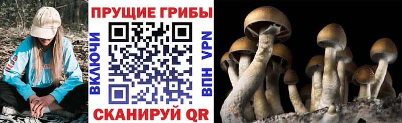 Псилоцибиновые грибы Magic Shrooms Суоярви
